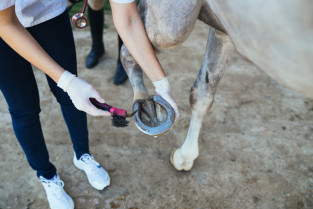 Los veterinarios minimizan la gravedad de las lesiones sufridas en accidentes laborales