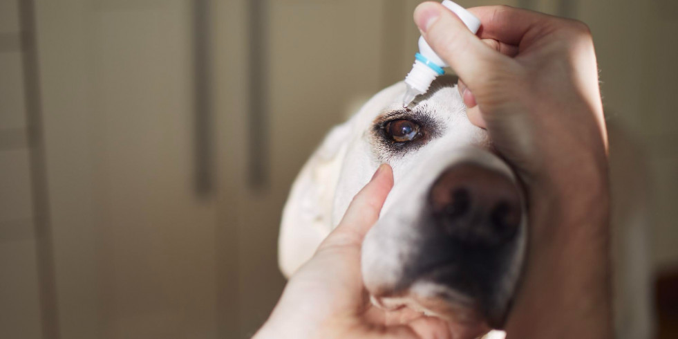 Un software basado en inteligencia artificial muestra una precisión del 92 % clasificando cataratas caninas