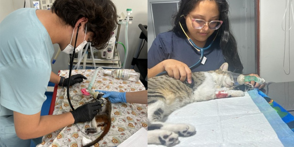 Veterinaria 
