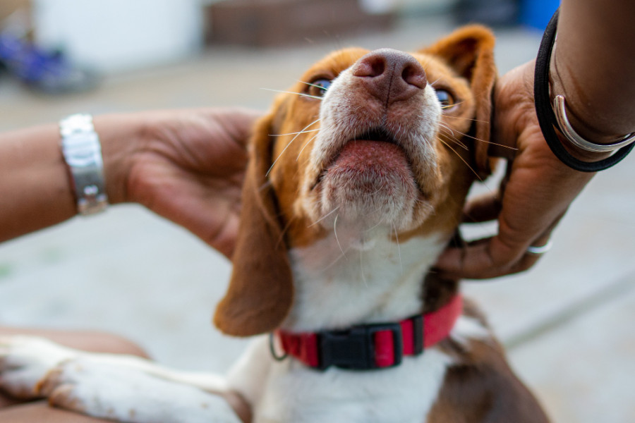 limpiador oídos Malasezzia perros