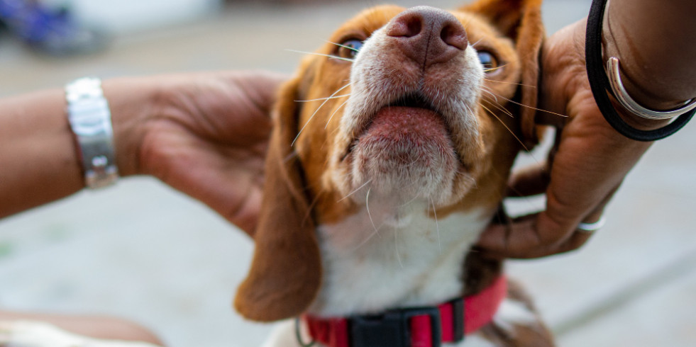 Cómo un limpiador de oídos puede ayudar a combatir Malasezzia en perros