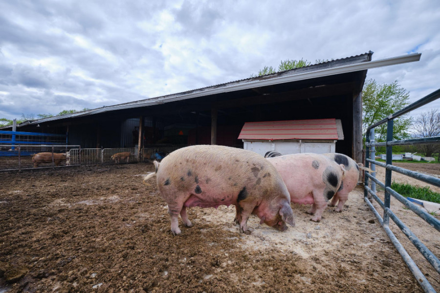 carne cerdo cambio climático