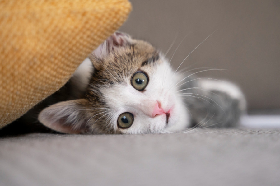 Cat Friendly