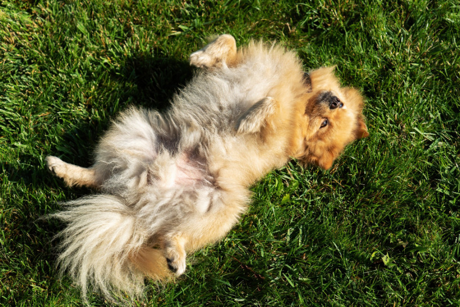 propóleo pioderma superficial canina