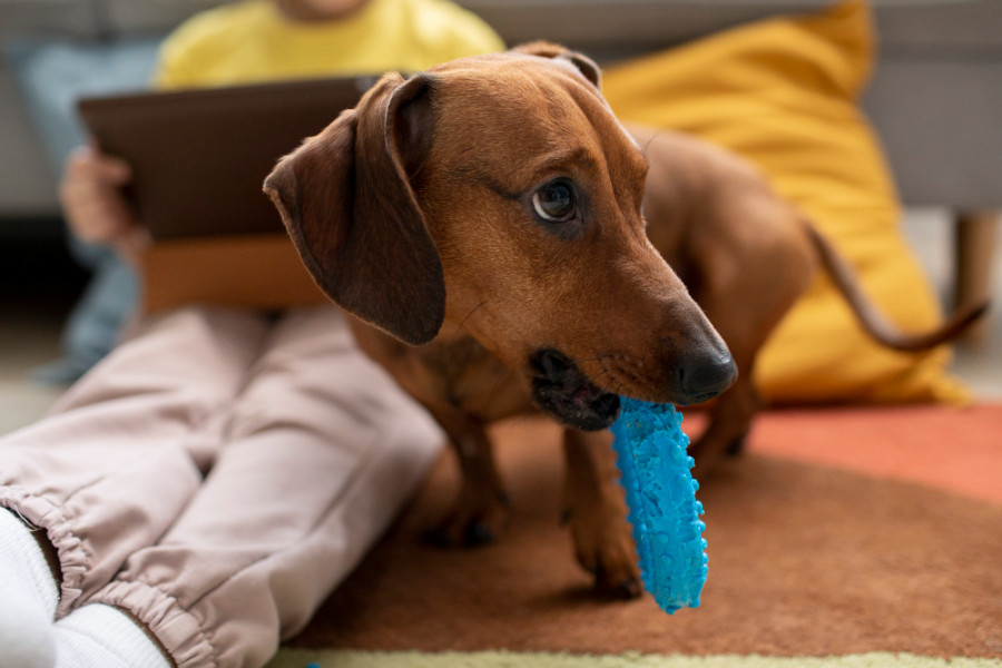 pica enteropatía crónica perros gatos