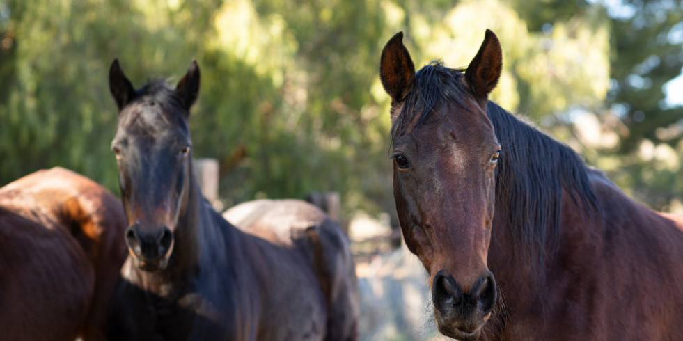 Validan una escala para la evaluación de la urticaria crónica recurrente en caballos