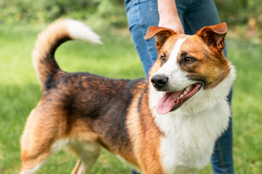 eficacia perros fármaco linfoma leucemia