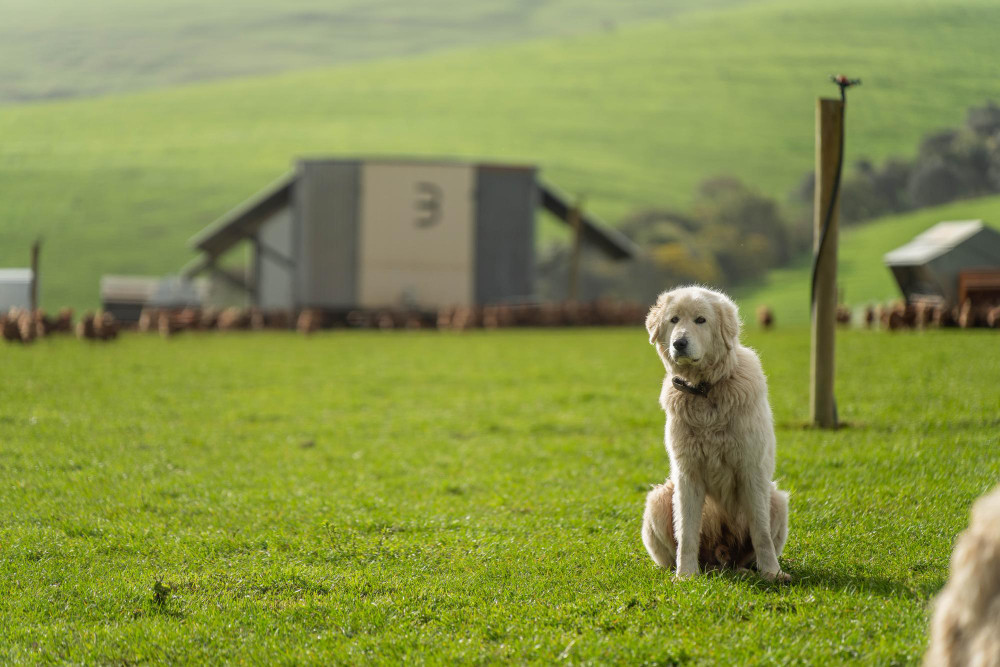 Advierten del papel de los perros en el ciclo de la lengua azul: “los veterinarios deben mantenerse alerta”