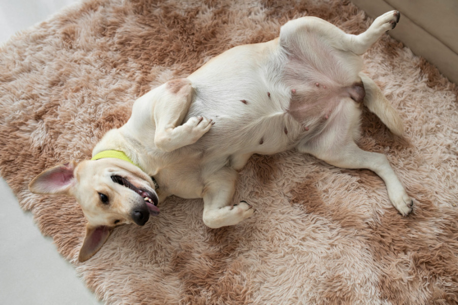 pruebas diagnósticas dermatitis atópica canina