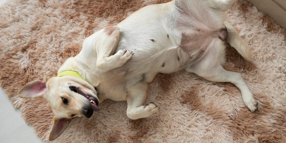 Revisan las actuales pruebas diagnósticas de la dermatitis atópica canina: consideran difícil recomendar su uso