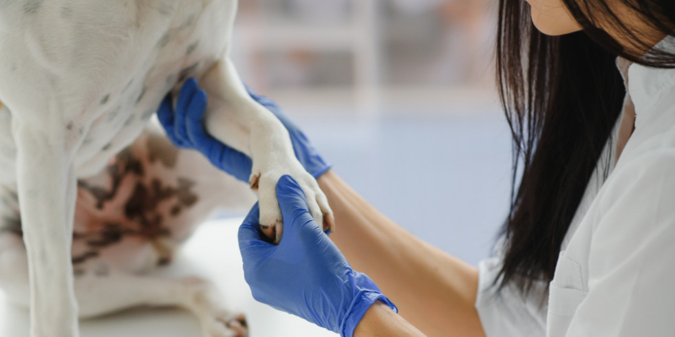 ¿Te interesa la dermatología? Invitan a los veterinarios a un seminario online gratuito