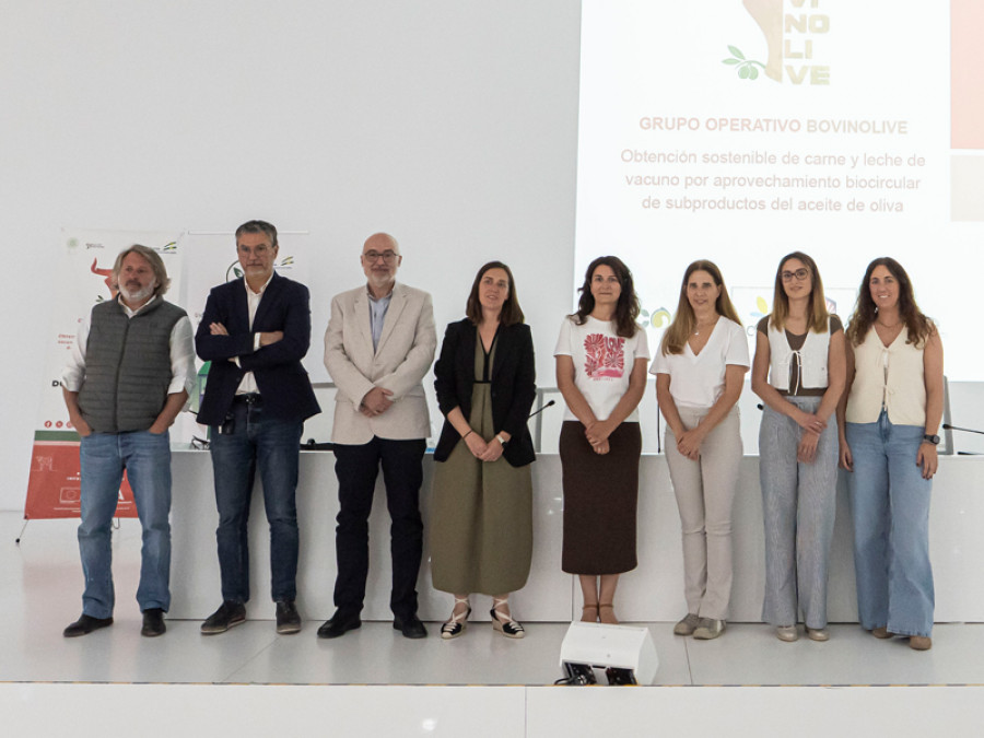 Alimentación aceituna bovino vacas ganado
