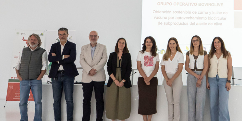 Españoles demuestran que la pulpa de aceituna podría contribuir a la alimentación sostenible del ganado vacuno