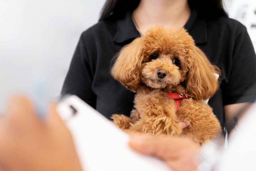 directrices infección orina mascotas