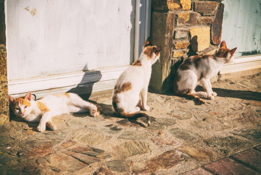 Gatos dirofilariariosis