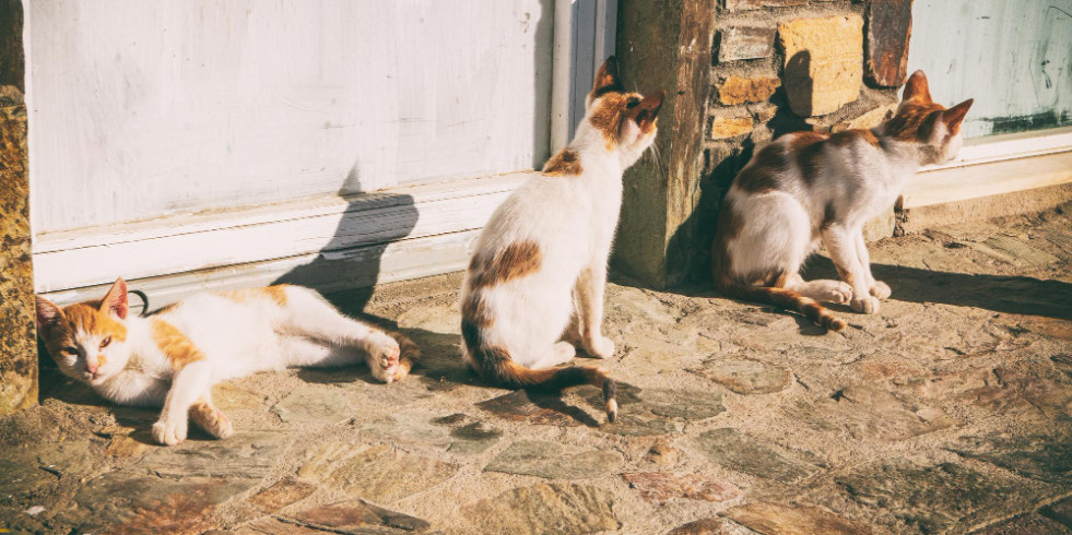 Veterinarios españoles ayudan a Portugal a controlar la dirofilariosis en mascotas y humanos