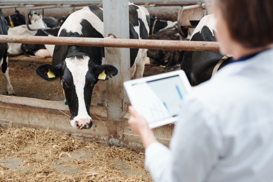La integración de la IA en la evaluación de riesgos para la salud animal 