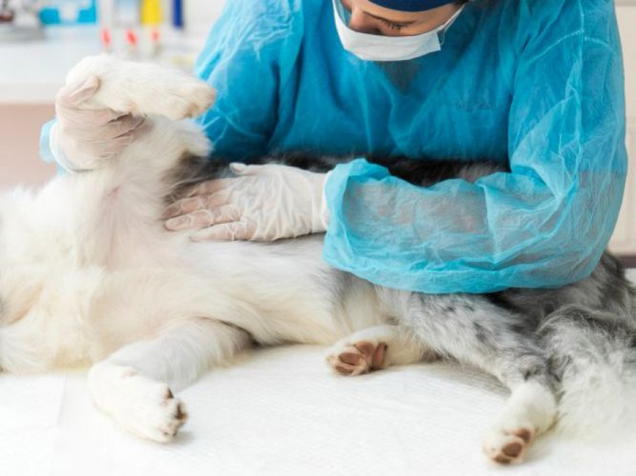 artroscopia veterinario
