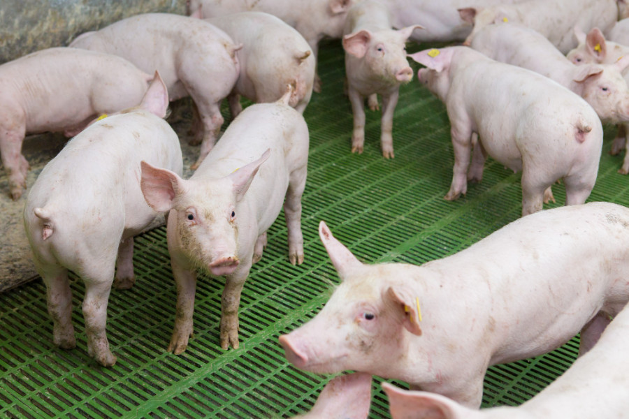 virus síndrome reproductivo respiratorio porcino español