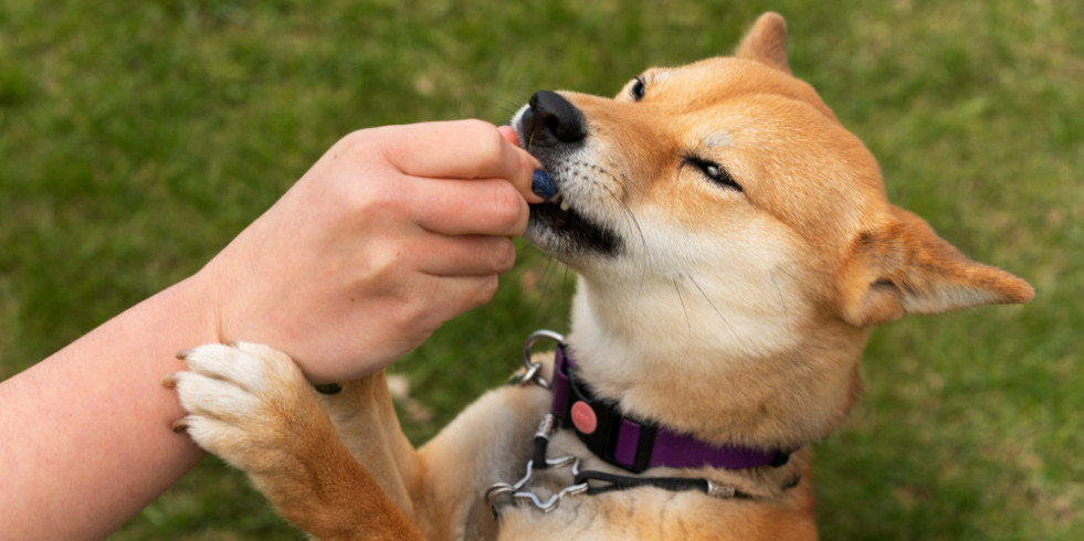 Relacionan el tipo de enteropatía crónica canina con el estado de coagulación