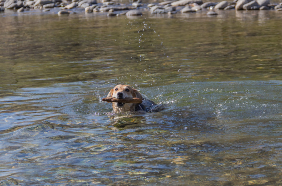 riesgo ectoparasiticidas perros humanos ambiente
