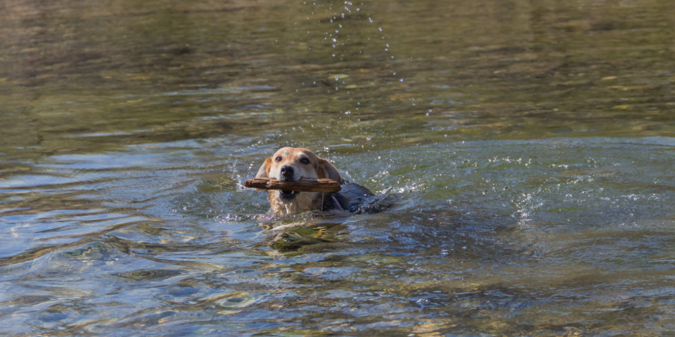 Demandan regulaciones más estrictas de ectoparasiticidas de perros por riesgo para los humanos y el ambiente