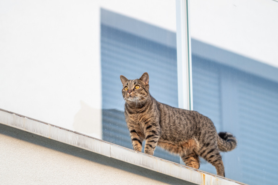 síndrome gato paracaidista