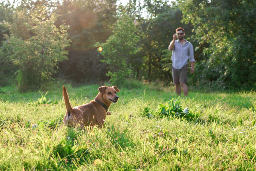 Garrapatas - Peligro para la salud en perros