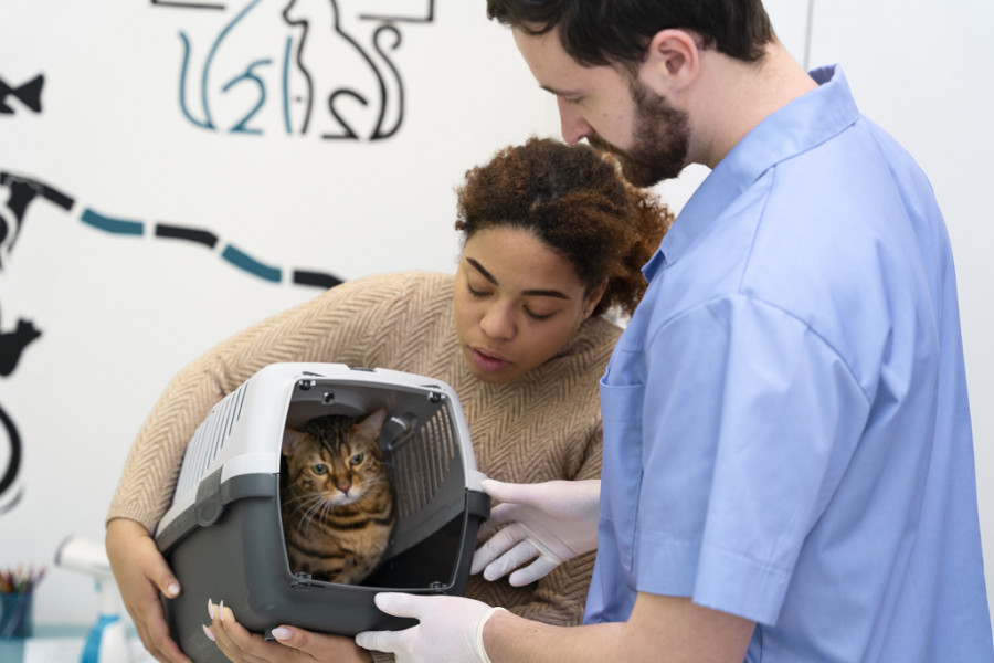Gato en consulta