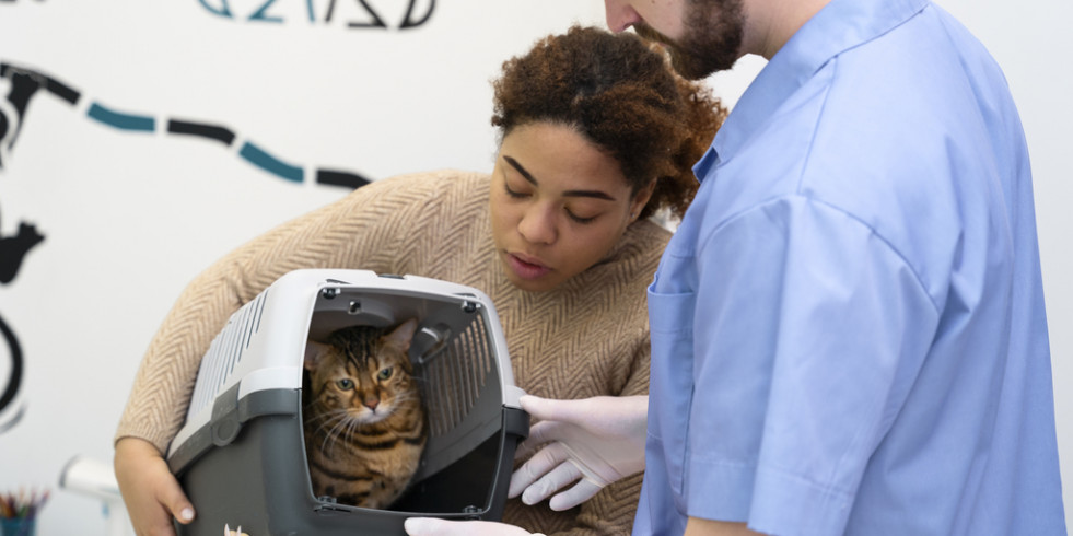 Evalúan tres intervenciones farmacológicas para mitigar las alteraciones fisiológicas inducidas por el miedo en gatos