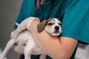 AEMPS informa de la detección de un defecto de calidad en un medicamento veterinario para perros y gatos