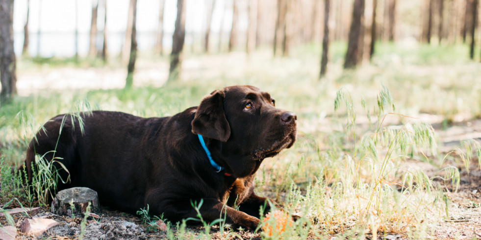 La prevalencia de leishmaniasis en perros de Zamora es del 30 %, sin diferencias en el entorno geográfico