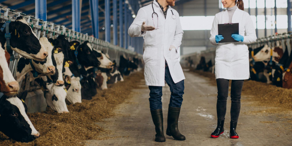 Europa evalúa cómo son los controles de antimicrobianos veterinarios en España