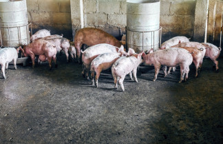 Un nuevo estudio destaca los riesgos de pandemia que plantean los virus de gripe porcina en evolución en Europa