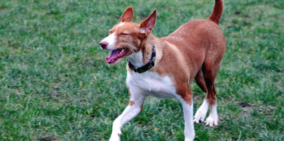 Comparan la inmunidad frente a leishmania entre podencos y otras razas de perros en Mallorca