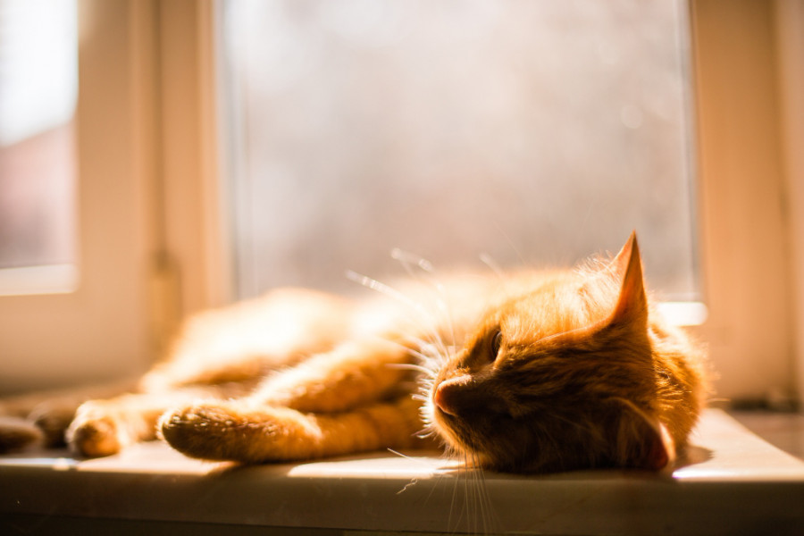 gatos diabetes enfermedad renal diabética