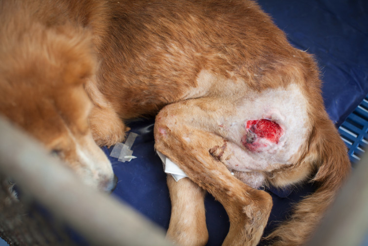 B.Braun lanza una herramienta para ayudar al veterinario en el manejo de heridas siguiendo la estrategia TIME