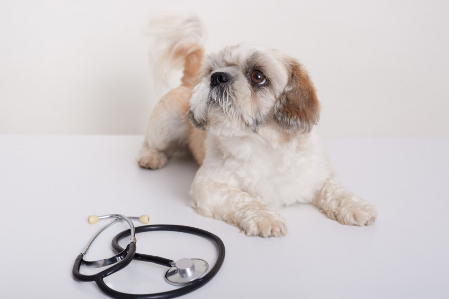 desafíos diagnósticos leishmania perros seronegativos