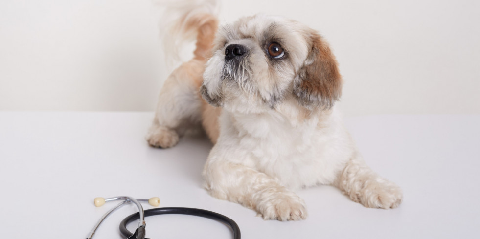 Veterinarios españoles presentan los desafíos diagnósticos de leishmania en perros seronegativos