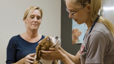 68% de veterinarios españoles se ha ausentado del trabajo en el último año por problemas de salud mental