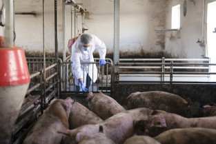 Demuestran la importancia del microbiota intestinal en la respuesta inmune frente a la peste porcina africana