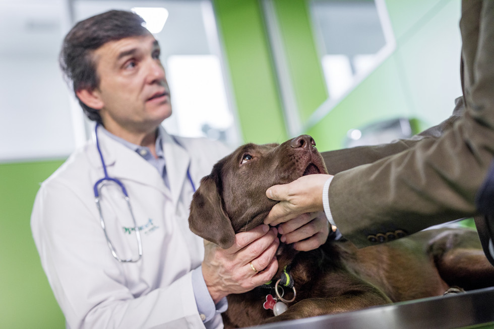 MSD Animal Health recibe opinión positiva para los comprimidos para perros NUMELVI