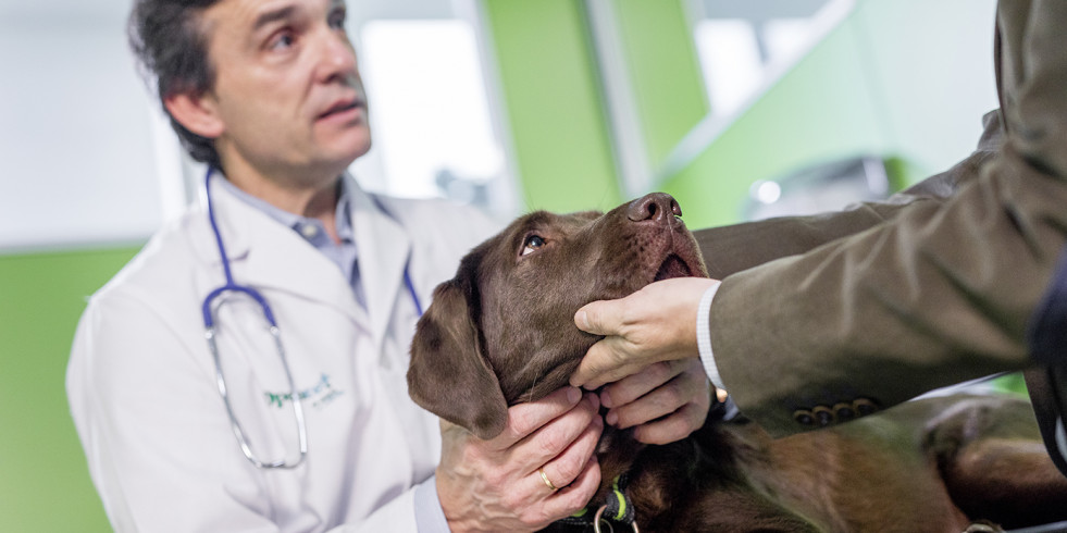 MSD Animal Health recibe opinión positiva para los comprimidos para perros NUMELVI