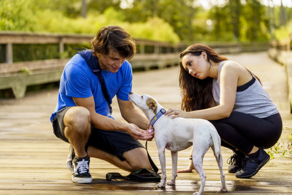 EMA aprueba las vacunas Nobivac® L6 de MSD Animal Health para uso en perros contra leptospirosis