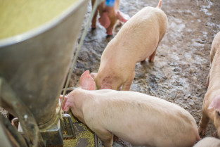 EMA recomienda la aprobación de la primera vacuna contra la disentería porcina