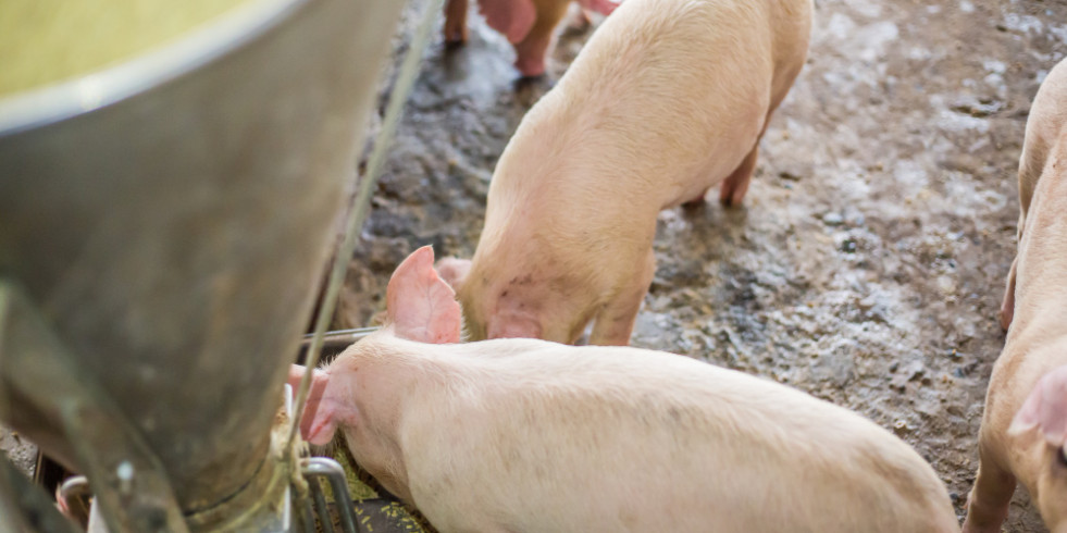 EMA recomienda la aprobación de la primera vacuna contra la disentería porcina
