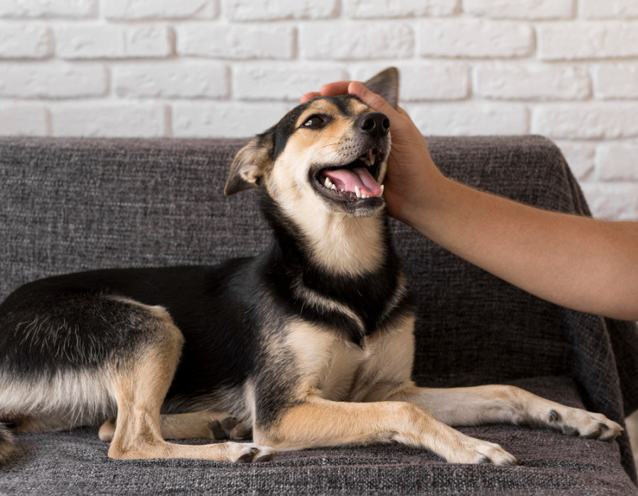 convulsiones trastornos digestivos perros