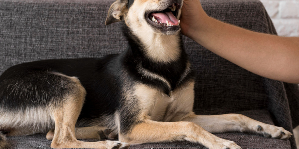 Proponen considerar las convulsiones como posible causa de trastornos digestivos recurrentes en perros