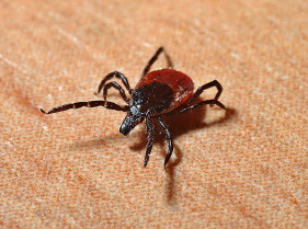 Las altas temperaturas disparan la probabilidad de contraer enfermedades transmitidas por garrapatas
