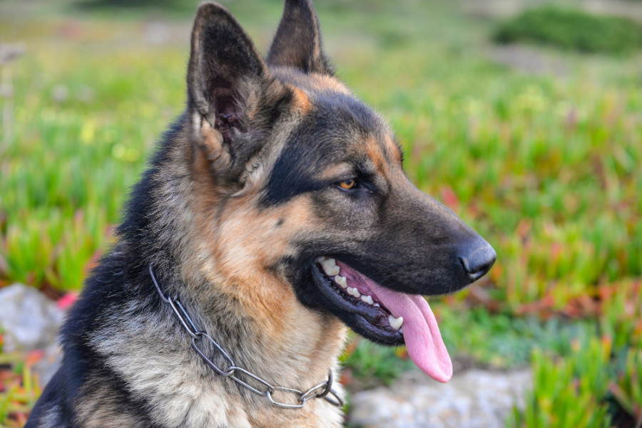 aspergilosis sistémica canina discoespondilitis